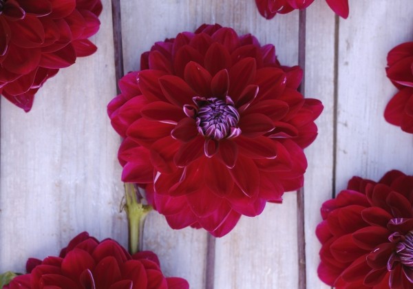 Dahlia hortensis Semino