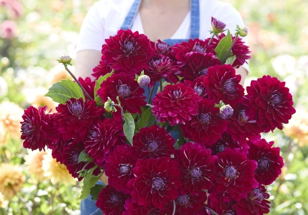 Dahlia hortensis Semino