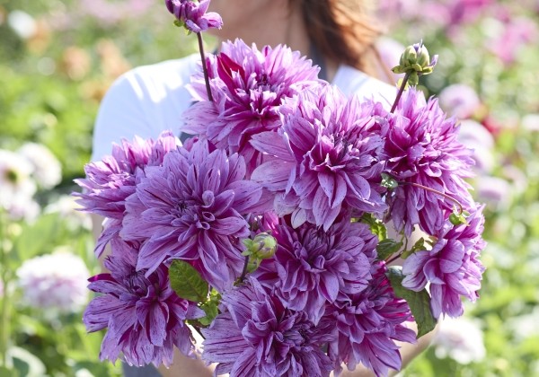 Dahlia hortensis Mutant Thomas Edison