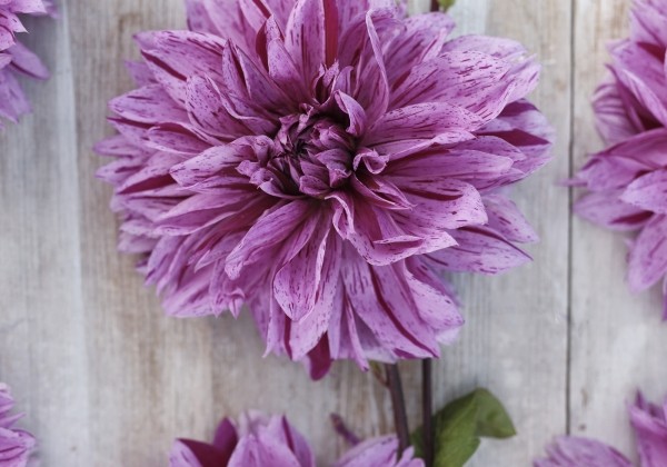 Dahlia hortensis Mutant Thomas Edison