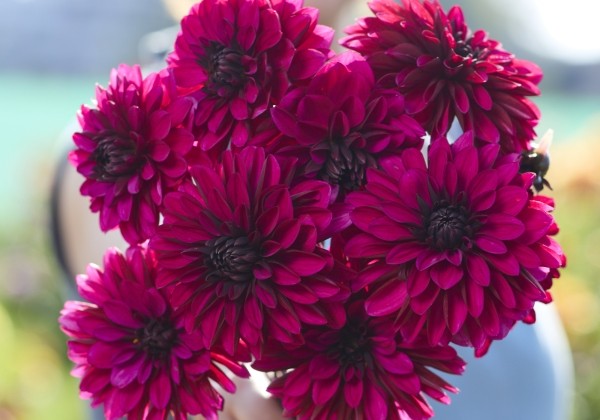 Dahlia hortensis Jennifer Mary Ellen