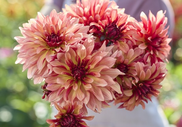 Dahlia hortensis Dorita