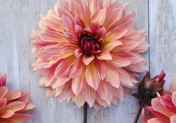 Dahlia hortensis Dorita