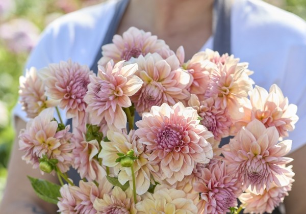 Dahlia hortensis Sturm Sweet Maria