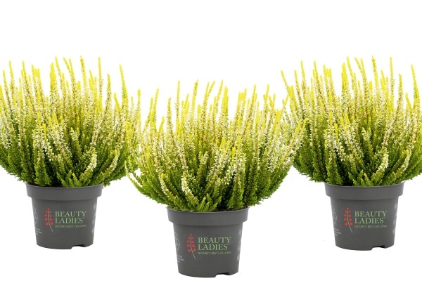 Calluna vulgaris Beauty Ladies Agneta (11 cm)