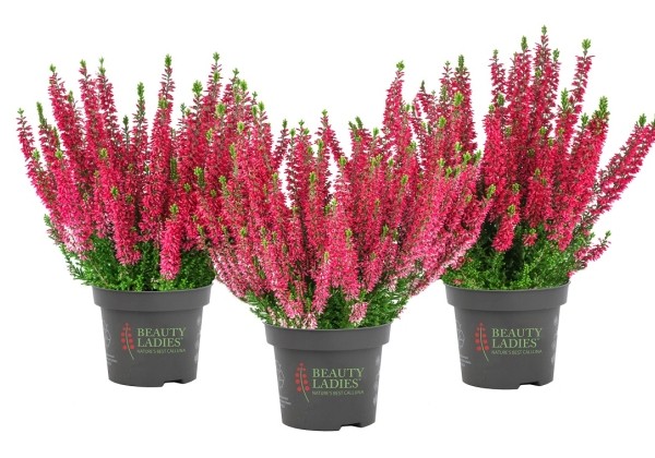 Calluna vulgaris Beauty Ladies Sabella (11 cm)
