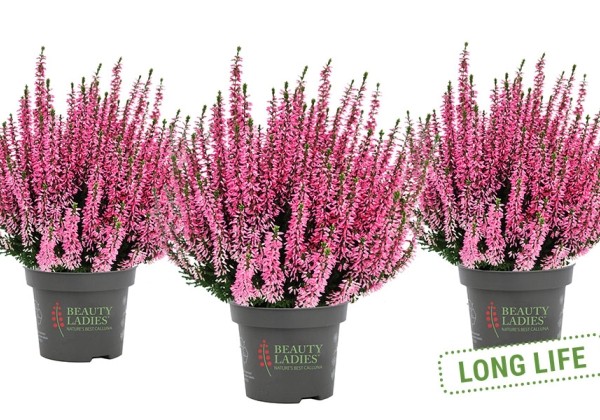 Calluna vulgaris Beauty Ladies Marta (11 cm)