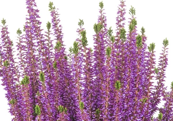 Calluna vulgaris Beauty Ladies Lyna(11 cm)