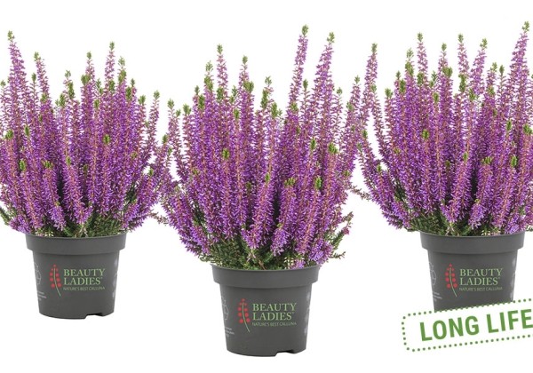 Calluna vulgaris Beauty Ladies Lyna(11 cm)
