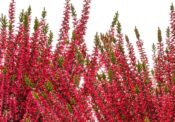 Calluna vulgaris Beauty Ladies Sabine (11 cm)