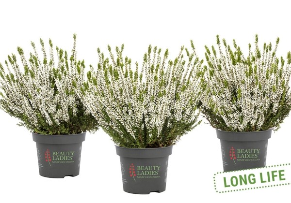 Calluna vulgaris Beauty Ladies Veluwe (11 cm)