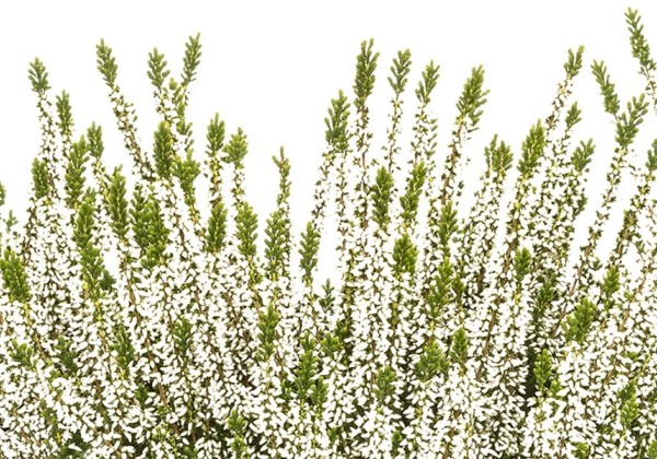 Calluna vulgaris Beauty Ladies Veluwe (11 cm)