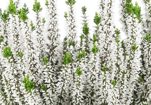 Calluna vulgaris Beauty Ladies Vivienne (11 cm)