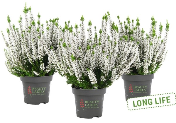 Calluna vulgaris Beauty Ladies Vivienne (11 cm)