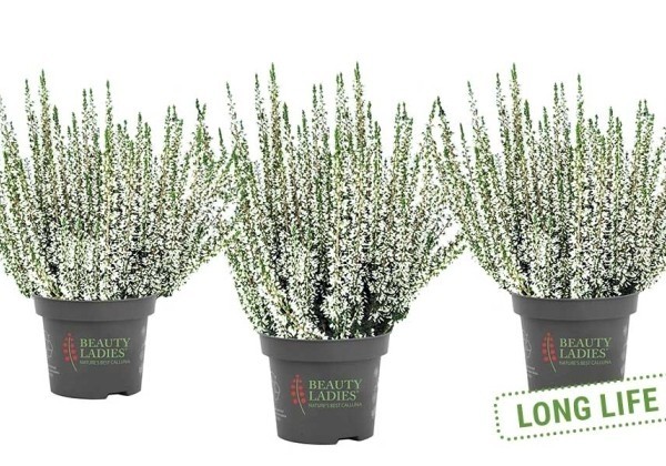 Calluna vulgaris Beauty Ladies Viva (11 cm)