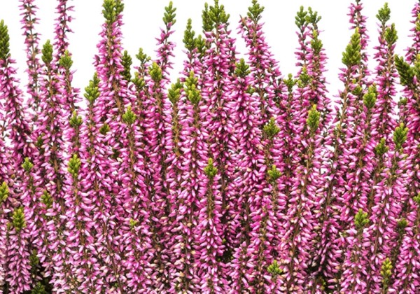 Calluna vulgaris Beauty Ladies Michelle (11 cm)