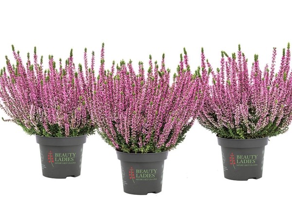 Calluna vulgaris Beauty Ladies Michelle (11 cm)