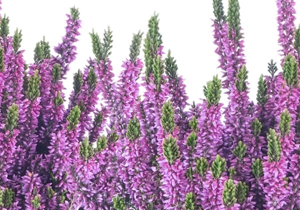 Calluna vulgaris Beauty Ladies Luka (11 cm)