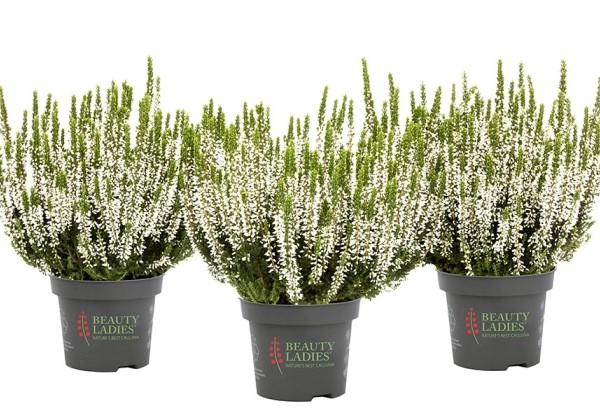 Calluna vulgaris Beauty Ladies Vera (11 cm)
