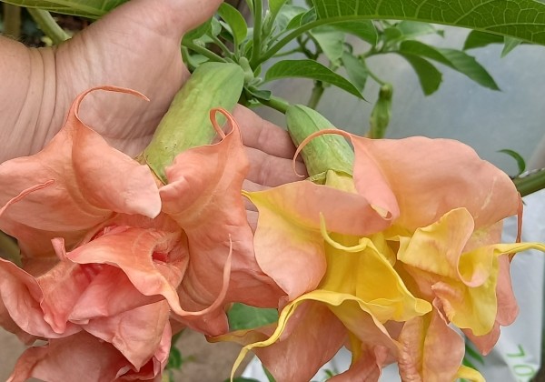 Brugmansia suavolens (Datura) A.face Superspot