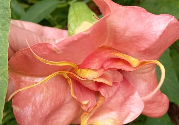 Brugmansia suavolens (Datura) A.face Superspot