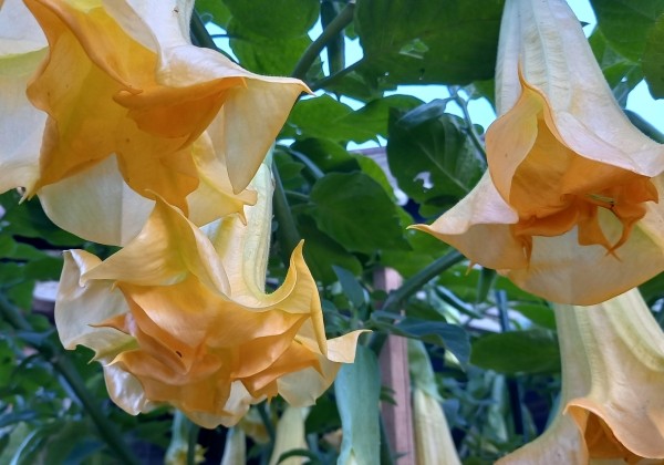 Brugmansia suavolens (Datura) Angels endless summer