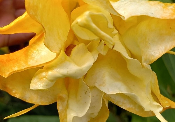 Brugmansia suavolens (Datura) Angels endless summer