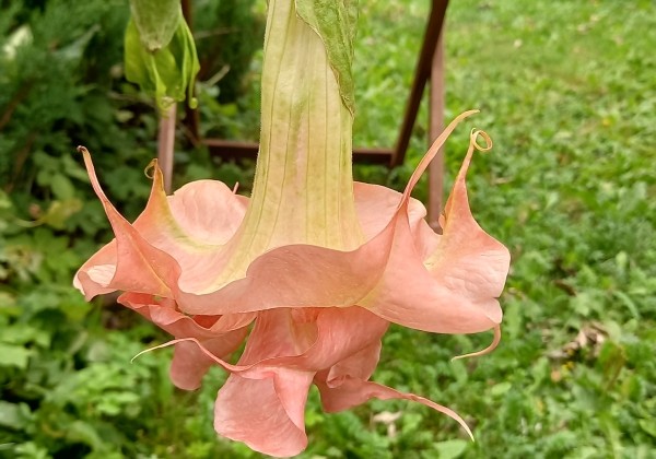 Brugmansia suavolens Audrey Lea