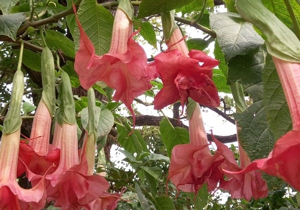 Brugmansia suavolens Bergkonigin