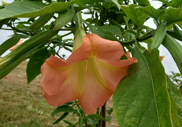 Brugmansia suavolens DS Feul Feullet