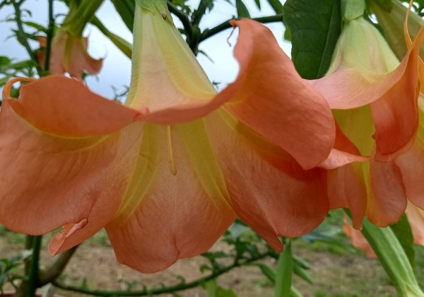 Brugmansia suavolens DS Feul Feullet