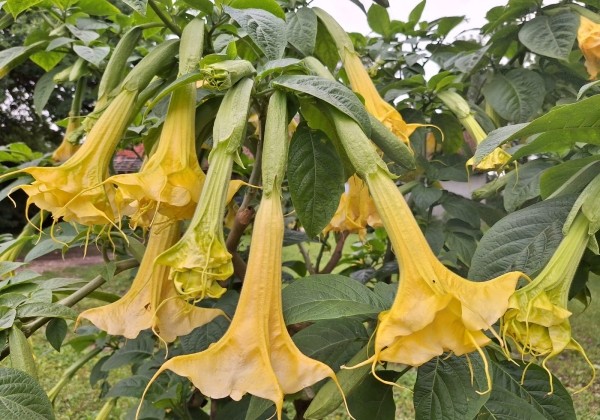 Brugmansia suavolens (Datura) DS Stella
