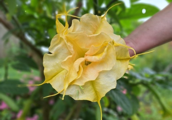 Brugmansia suavolens (Datura) DS Stella