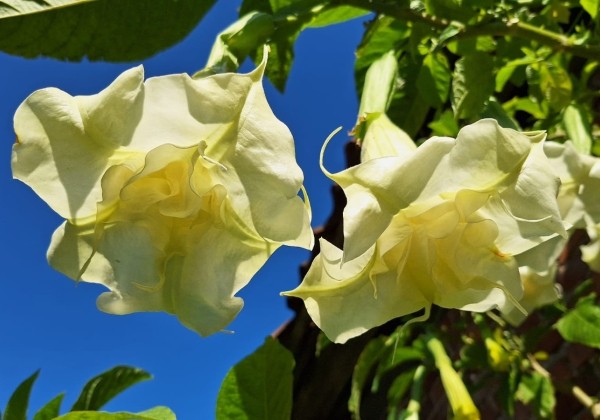 Brugmansia suavolens (Datura) Erika