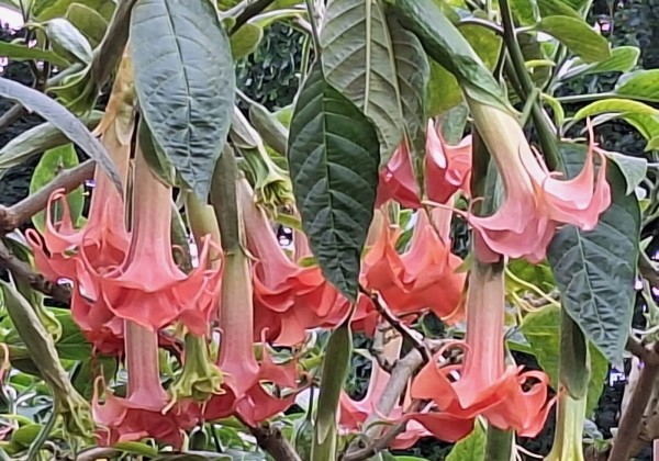 Brugmansia suavolens (Datura) Salmon perfektion