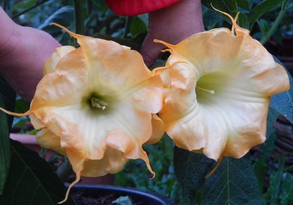 Brugmansia suavolens (Datura) SB Bijou pour Laetitia