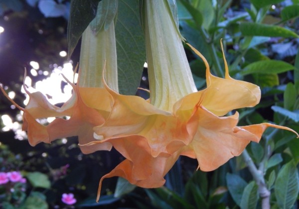 Brugmansia suavolens (Datura) SB Bijou pour Laetitia