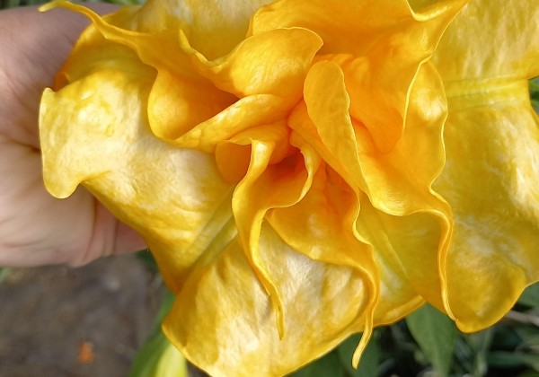 Brugmansia suavolens (Datura) SB Cherybin