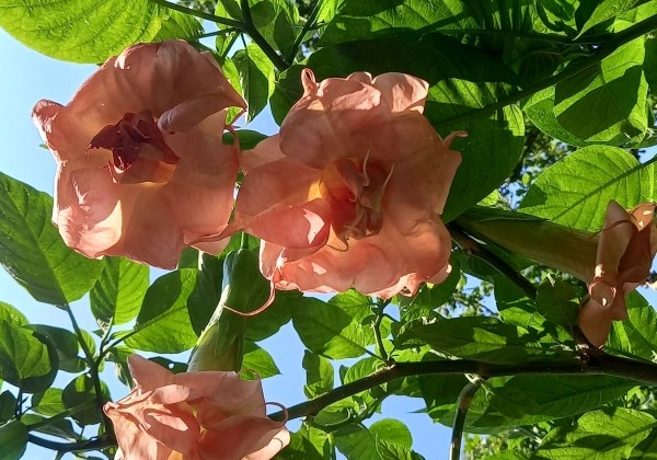 Brugmansia suavolens SB Cozy Lebeau