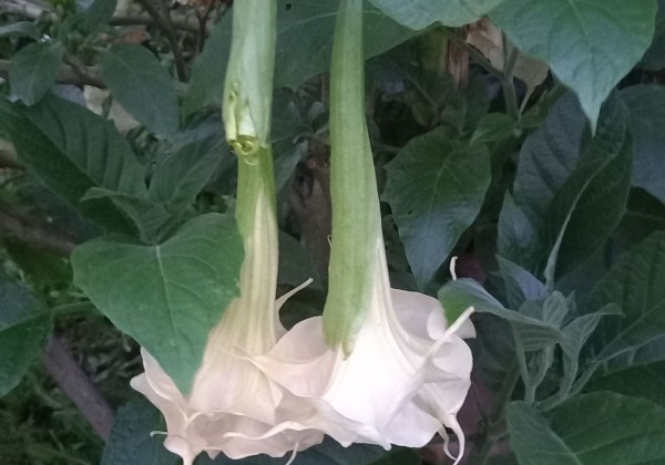 Brugmansia suavolens (Datura) SB Francette