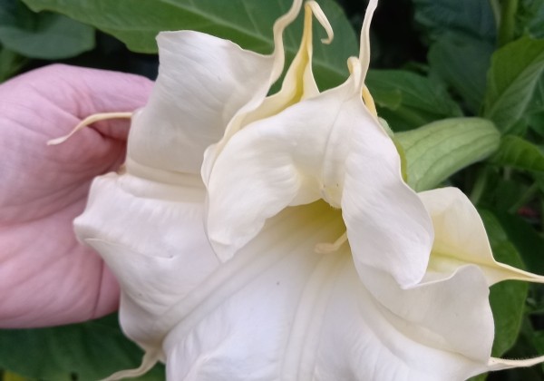 Brugmansia suavolens (Datura) SB Francette