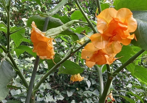 Brugmansia suavolens (Datura) SB L'aura de Martine