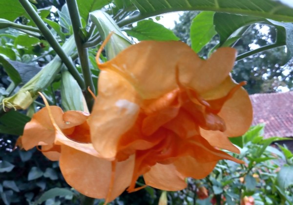 Brugmansia suavolens (Datura) SB L'aura de Martine