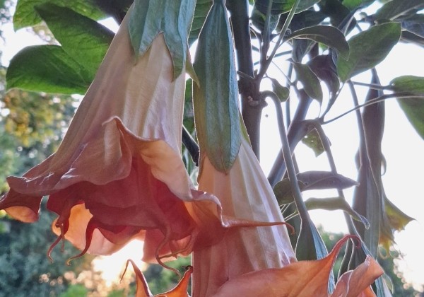 Brugmansia suavolens (Datura) SB Le Magnifique
