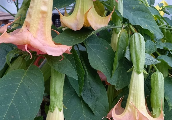 Brugmansia suavolens (Datura) SB Marquise des Anges