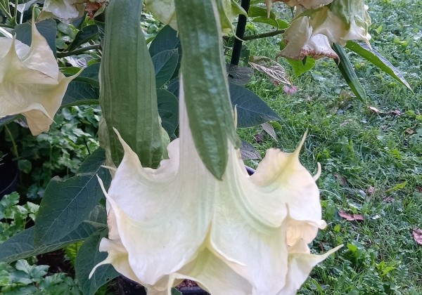 Brugmansia suavolens (Datura) SB Tilleul Menthe