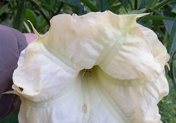 Brugmansia suavolens (Datura) SB Tilleul Menthe