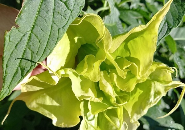 Brugmansia suavolens (Datura) SB Verveine Citronella