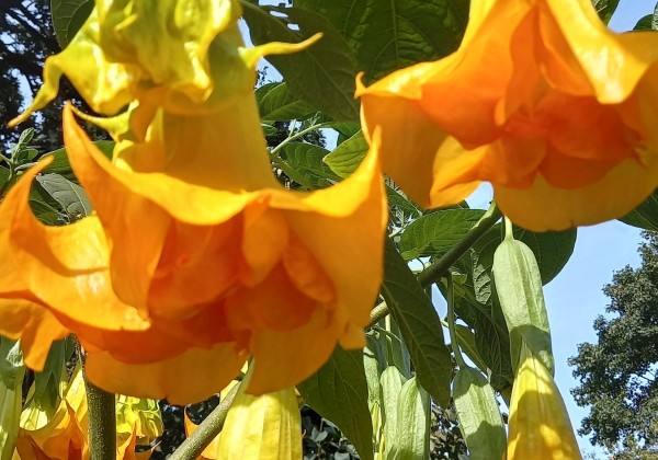 Brugmansia suavolens (Datura) SB Virgil