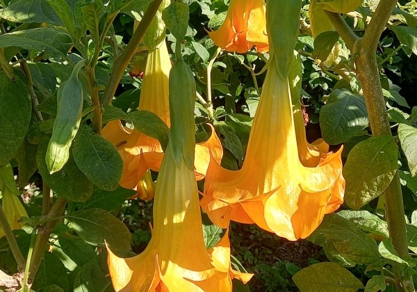 Brugmansia suavolens (Datura) SB Virgil